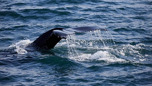 Humpback whale fluke